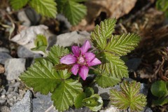 Rubus arcticus acaulis