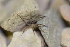 Varacosa