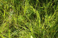 Carex kelloggii