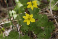 Anemonastrum richardsonii