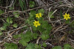 Anemonastrum richardsonii