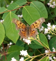 Polygonia faunus