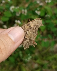 Polygonia faunus
