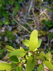 Spiraea stevenii