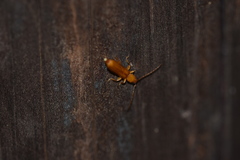 Smodicum cucujiforme