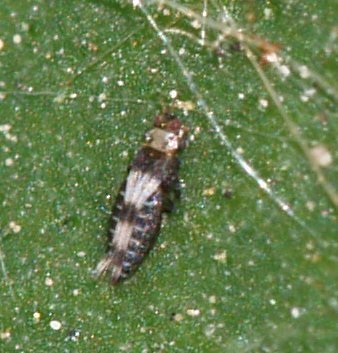 Privet Thrips