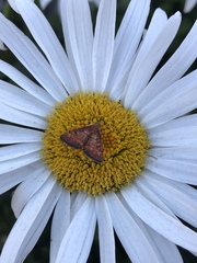 Pyrausta californicalis