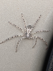 Philodromus spectabilis