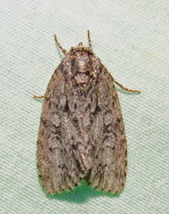 Acronicta