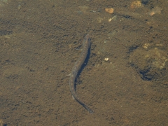Cobitis melanoleuca