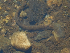Cobitis melanoleuca