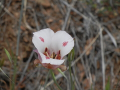 Calochortus venustus