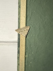 Chytolita morbidalis