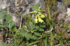 Astragalus umbellatus