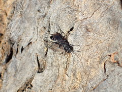 Miscophini