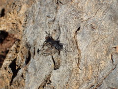 Miscophini