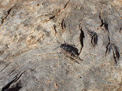 Miscophini