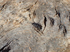 Miscophini