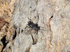 Miscophini