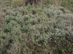 Calocephalus lacteus