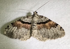 Xanthorhoe packardata