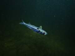 Atherinomorus vaigiensis