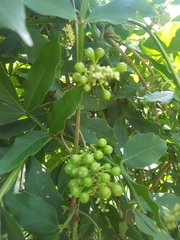 Paullinia pinnata