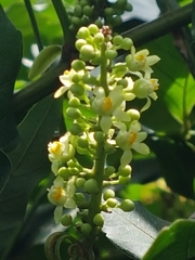 Paullinia pinnata