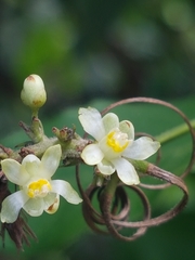 Paullinia pinnata