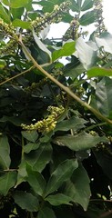 Paullinia pinnata