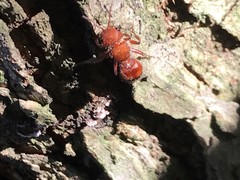 Dasymutilla scaevola