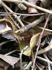 Dasymutilla scaevola