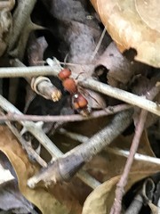 Dasymutilla scaevola