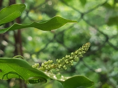 Paullinia pinnata