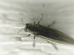 Agrilus macer