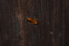 Smodicum cucujiforme