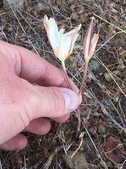 Calochortus bruneaunis