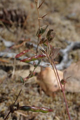Acmispon parviflorus
