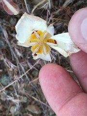 Calochortus bruneaunis