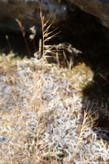 Festuca microstachys pauciflora