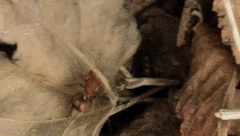 Dasymutilla scaevola