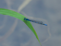 Paracercion v-nigrum