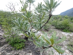 Pseudosmodingium virletii