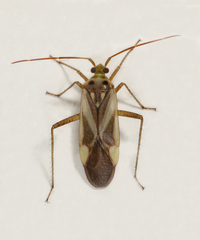 Adelphocoris lineolatus