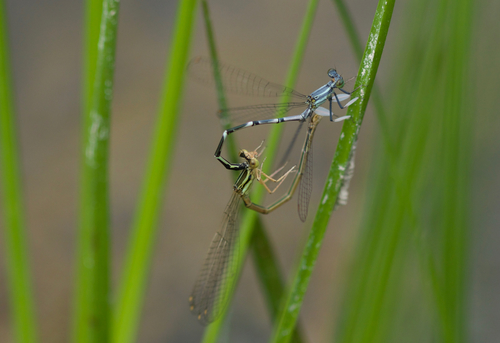 Platycnemis foliacea