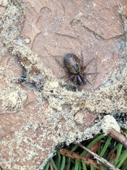 Amaurobius fenestralis