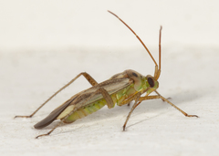 Adelphocoris lineolatus