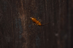 Smodicum cucujiforme