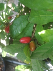 Synsepalum dulcificum