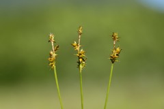 Carex echinata echinata